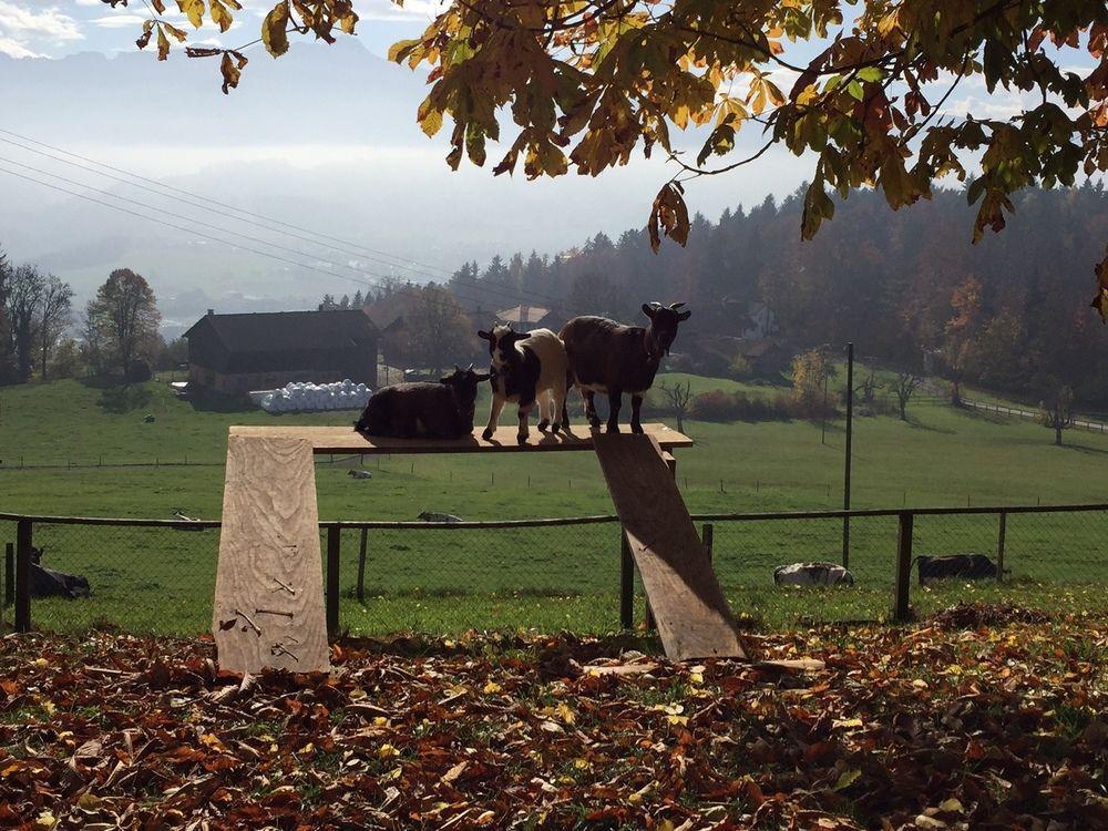 Landgasthof Santisblick Hotel Abtwil Buitenkant foto